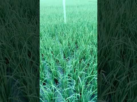 Unlock the Secrets to Longer Rice Leaves: Key Factors in Agriculture Revealed | Expert Farming