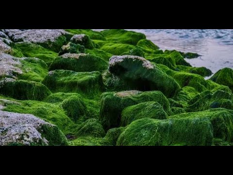 Unlocking the Potential of Algae A Green Revolution