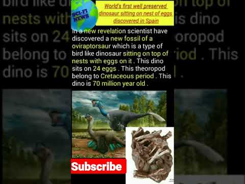 Worlds first well preserved dinosaur sitting on nests with eggs