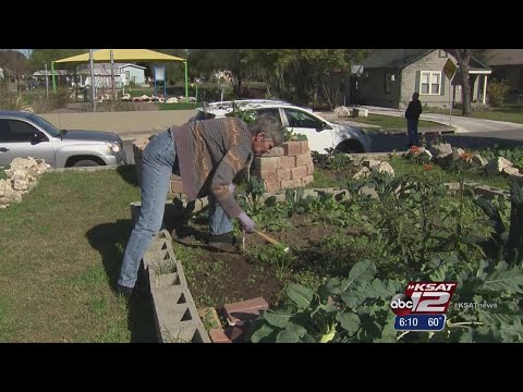 Popularity of community gardens in full bloom